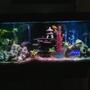 55 gallons planted tank (mostly live plants and fish) - a 55 gallon mixed cichlid and all live plants.(but1)!underwater LED ligjt with bubbler