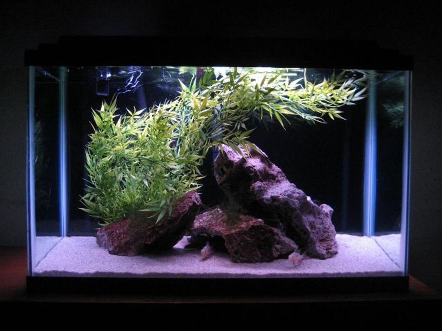 Rated #788: 29 Gallons Freshwater Fish Tank - ...