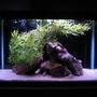 29 gallons freshwater fish tank (mostly fish and non-living decorations) - ...