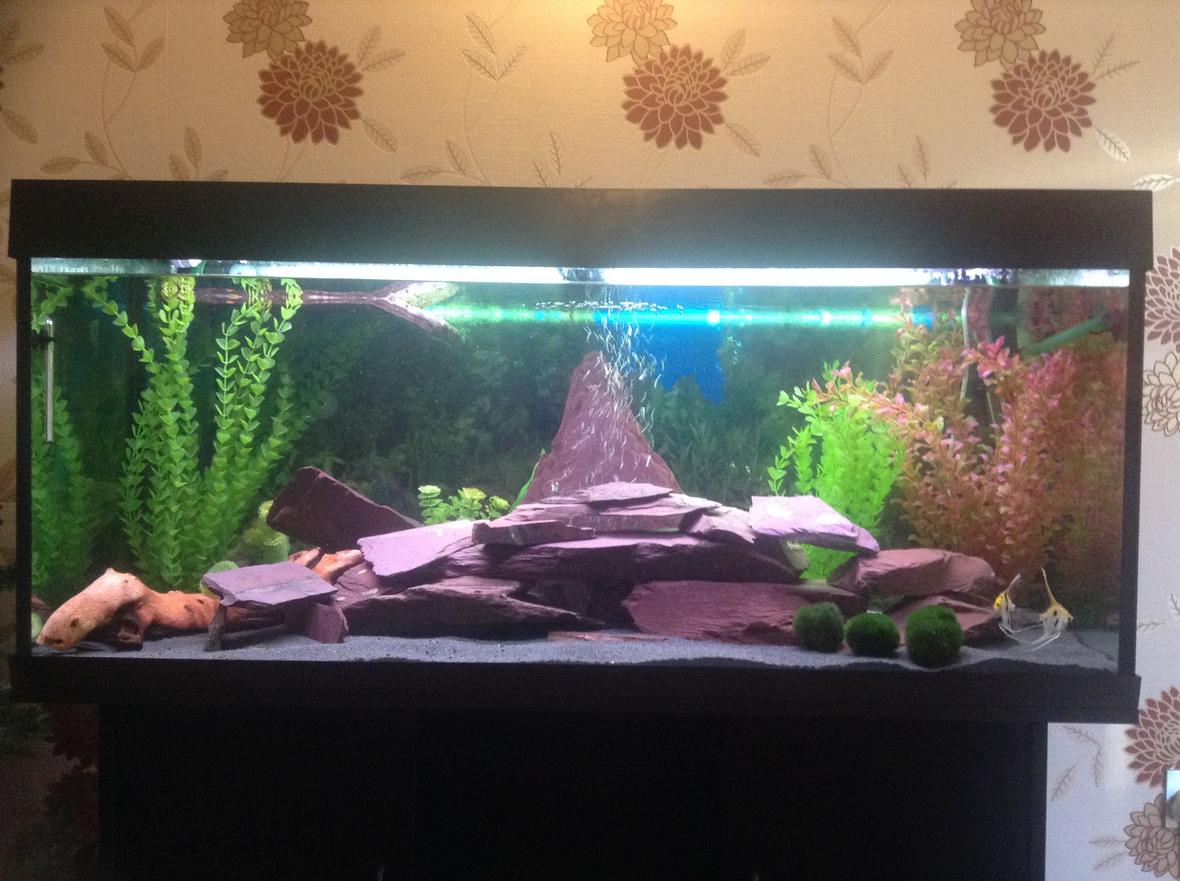 53 gallons freshwater fish tank (mostly fish and non-living decorations) - My first ever fish tank with Purple slate feature with turtle float