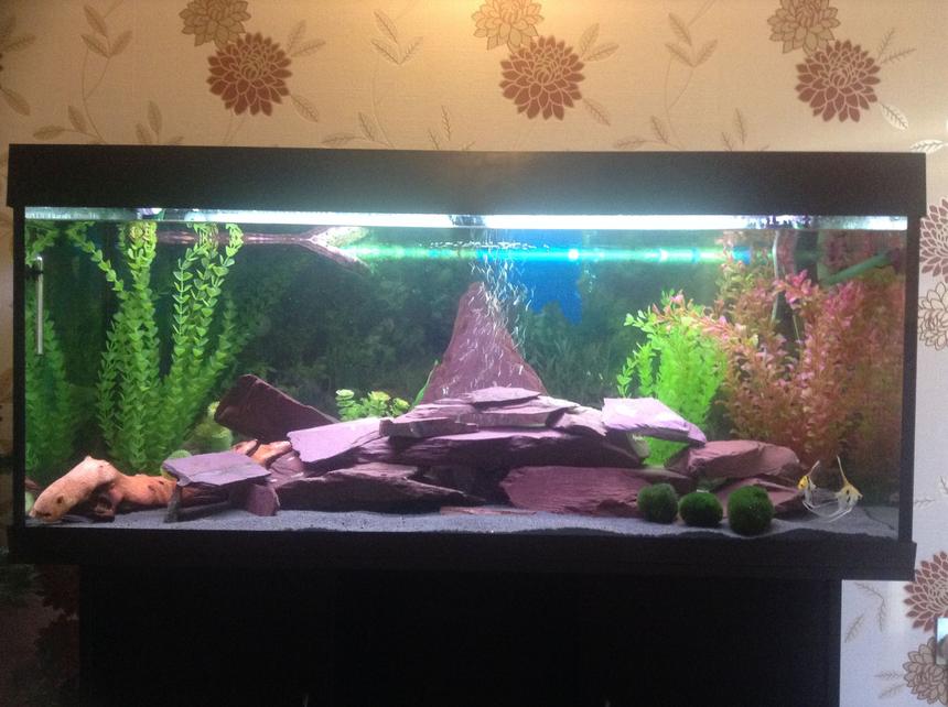 Rated #43: 53 Gallons Freshwater Fish Tank - My first ever fish tank with Purple slate feature with turtle float