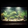 10 gallons freshwater fish tank (mostly fish and non-living decorations) - First tank