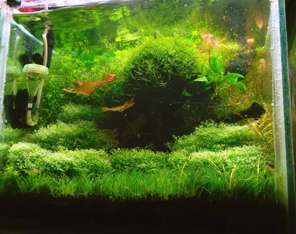 20 gallons planted tank (mostly live plants and fish) - 1ft (L) 1.5 ft(W) 1.5ft (H) Substrate : ADA Light : 2 Pl (28W) 2 CFL (32W) Pressurized Co2. Dozing : Macro : (DIY) 2wice in a week 20 ml. Micro : seachem flourish 2wice in month (1 ml) Filter : External canister.