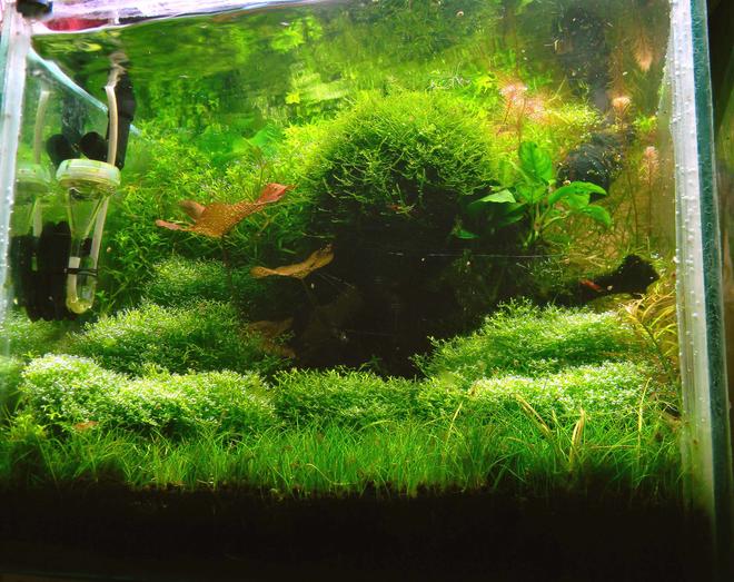 20 gallons planted tank (mostly live plants and fish) - 1ft (L) 1.5 ft(W) 1.5ft (H)
Substrate : ADA
Light : 2 Pl (28W) 2 CFL (32W)
Pressurized Co2.
Dozing : Macro : (DIY) 2wice in a week 20 ml. Micro : seachem flourish 2wice in month (1 ml)
Filter : External canister.