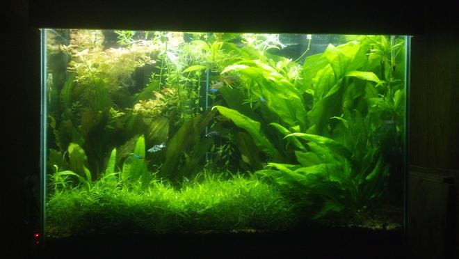 70 gallons planted tank (mostly live plants and fish) - SWORD JUNGLE