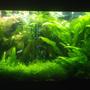 70 gallons planted tank (mostly live plants and fish) - SWORD JUNGLE