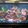 120 gallons freshwater fish tank (mostly fish and non-living decorations) - First Ciclid Tank 120 gallons. Lava rock and fake wood decorations