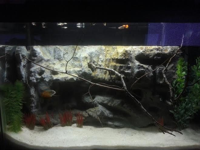 29 gallons freshwater fish tank (mostly fish and non-living decorations) - 29 gallon with homemade 3D rock background and fake plants.