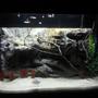 fish tank picture - 29 gallon with homemade 3D rock background and fake plants.