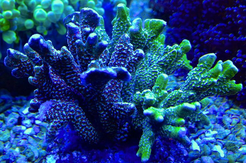 Rated #7: Corals Inverts - Acropora Millepora - Millepora Acropora Coral