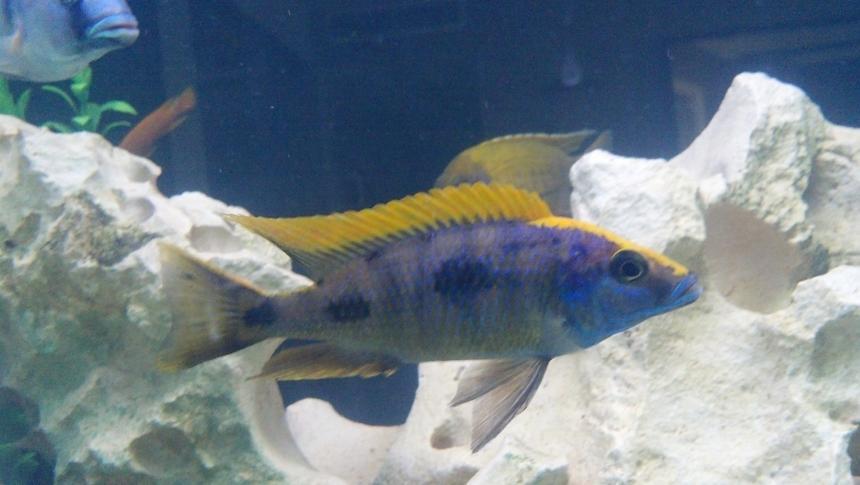 Rated #11: Freshwater Fish - Otopharynx Lithobates - Sulphur Crested Lithobate Stocking In 270 Gallons Tank - Yellow blaze