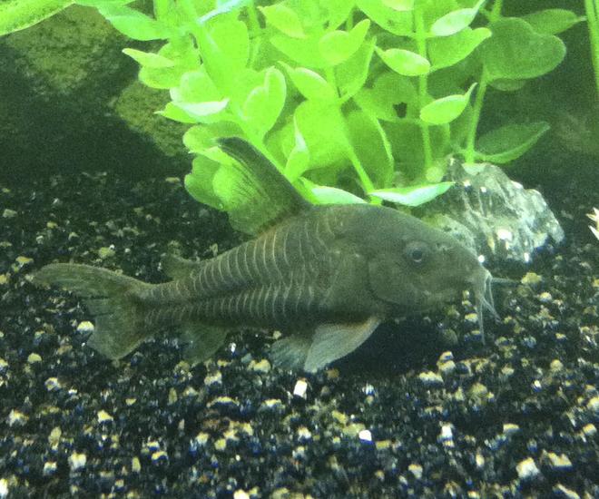 freshwater fish - corydoras paleatus - peppered cory cat stocking in 40 gallons tank - Peppered Corydora