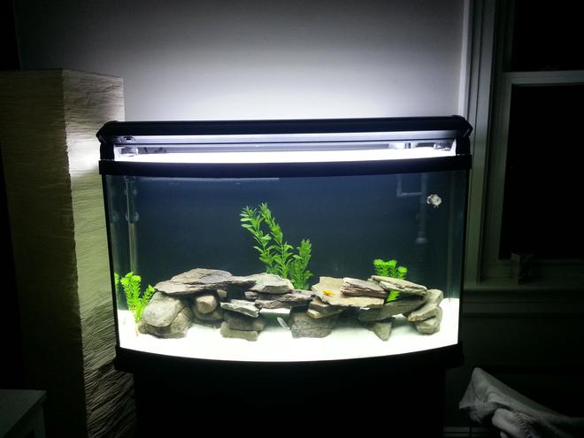 46 gallons freshwater fish tank (mostly fish and non-living decorations) - 46 bow front