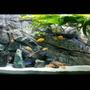 450 gallons freshwater fish tank (mostly fish and non-living decorations) - Mlawi tank