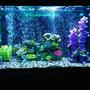 90 gallons freshwater fish tank (mostly fish and non-living decorations) - Updated photo.