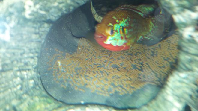 freshwater fish - hemichromis bimaculatus - jewel cichlid stocking in 120 gallons tank - Jewel with her eggs