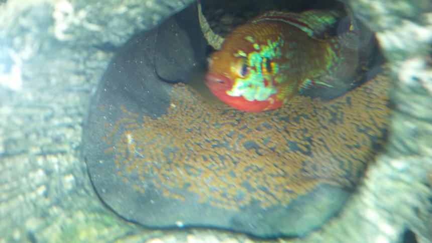 Rated #36: Freshwater Fish - Hemichromis Bimaculatus - Jewel Cichlid Stocking In 120 Gallons Tank - Jewel with her eggs