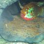 freshwater fish - hemichromis bimaculatus - jewel cichlid stocking in 120 gallons tank - Jewel with her eggs
