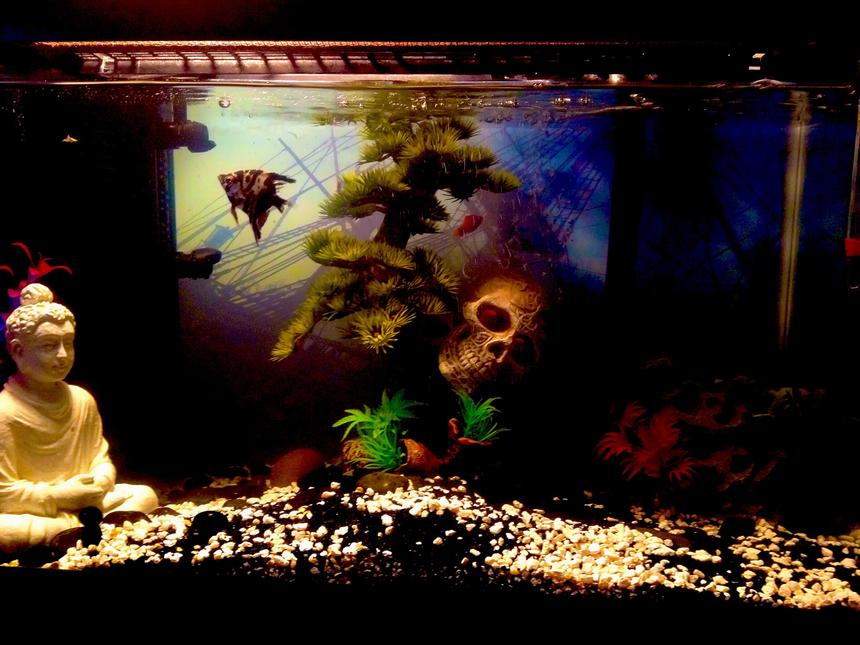 Rated #143: 100 Gallons Freshwater Fish Tank - There's 3 others believe it or not ...they're just better at hiding when they know I'm trying to take a picture!