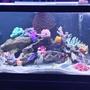 75 gallons saltwater fish tank (mostly fish, little/no live coral) - My 75 gallon fowler