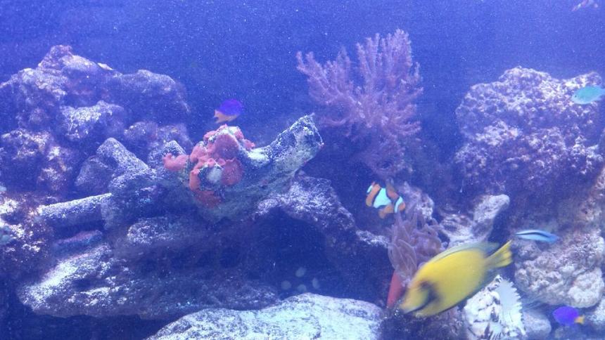 Rated #11: Saltwater Fish - Acanthurus Sp. - Lemon Tang Stocking In 75 Gallons Tank - Lemon tang