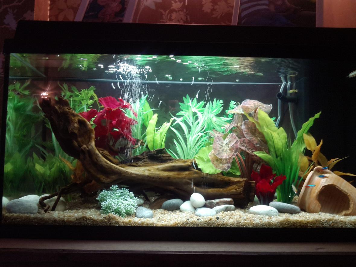 24 gallons freshwater fish tank (mostly fish and non-living decorations) - My first tropical tank