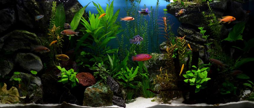 Rated #3: 70 Gallons Planted Tank - Planted african cichlids tank
Concept: healthy plants with the most colorful fish with character to rival marine aquariums
