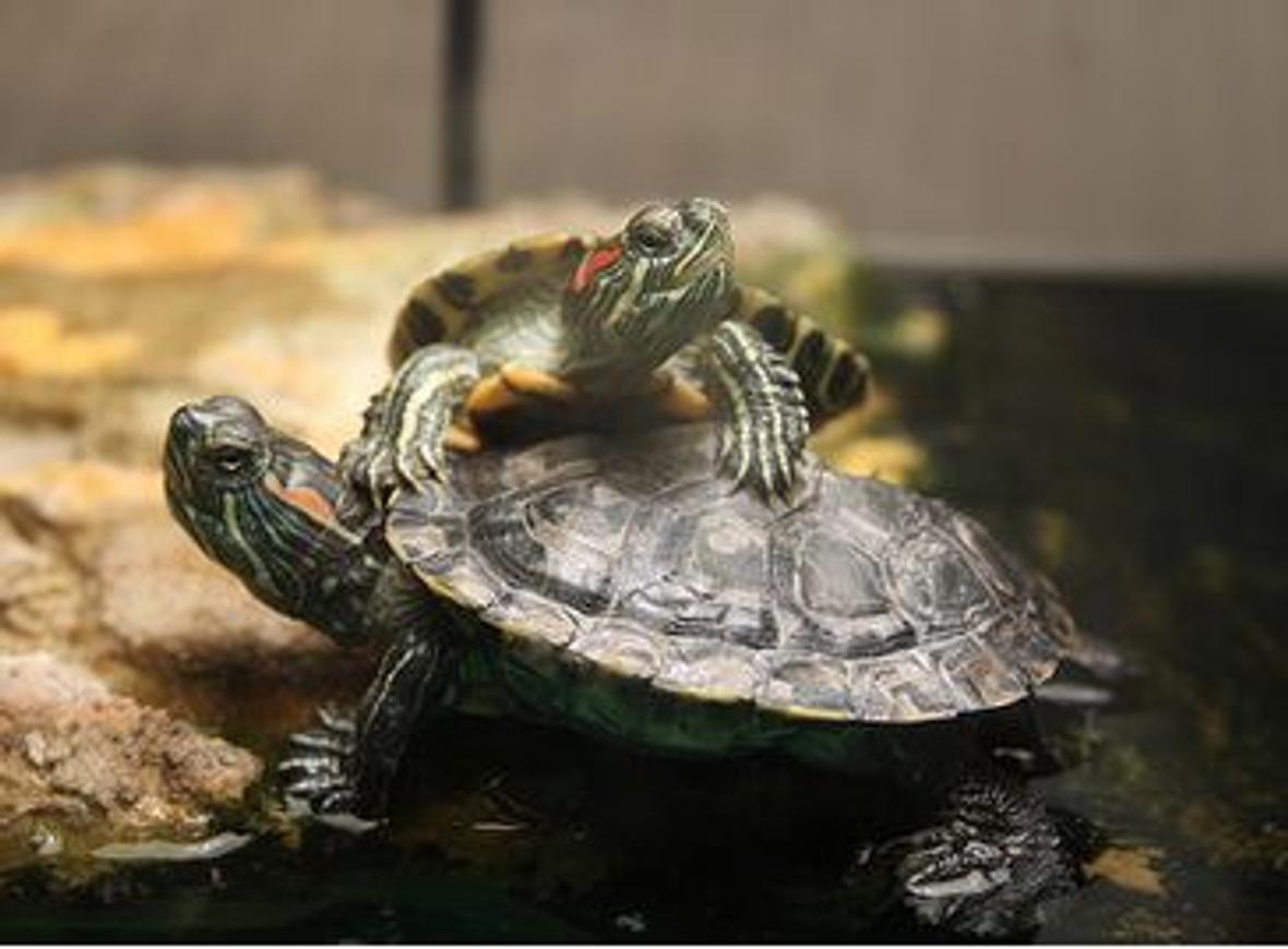 75 gallons freshwater fish tank (mostly fish and non-living decorations) - Here is my turtles
