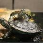 75 gallons freshwater fish tank (mostly fish and non-living decorations) - Here is my turtles