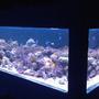 550 gallons reef tank (mostly live coral and fish) - 8' long 4' wide plywood tank