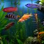 fish tank picture - Cichlid varieties