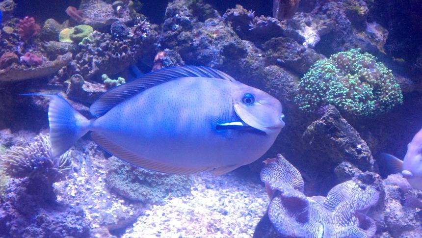 Rated #5: Saltwater Fish - Naso Vlamingii - Vlamingii Tang Stocking In 550 Gallons Tank - Vlamingii tang 14"