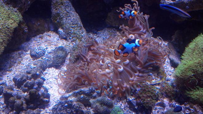 corals inverts - macrodactyla doreensis - long tentacle anemone stocking in 550 gallons tank - Long tentacle anemone with its Picasso clowns