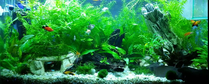 Rated #33: 25 Gallons Planted Tank