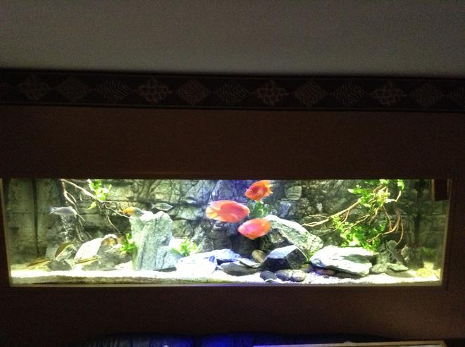210 gallons freshwater fish tank (mostly fish and non-living decorations) - 210 tank re-arranged