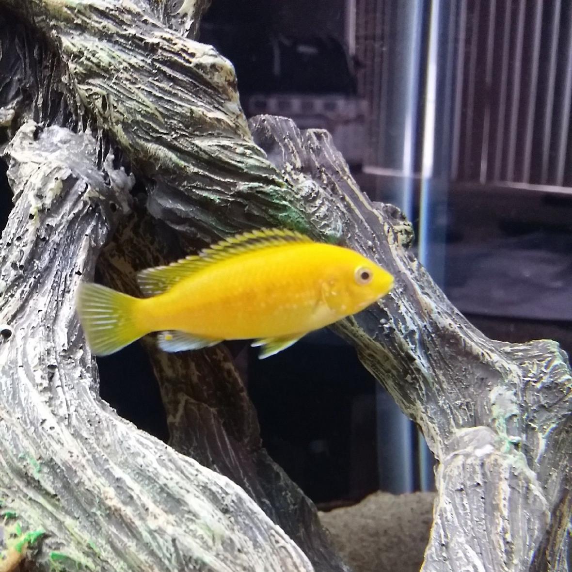 freshwater fish - labidochromis caeruleus - electric yellow cichlid stocking in 55 gallons tank - Electric yellow lab