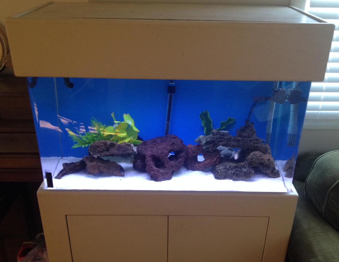 10 gallons freshwater fish tank (mostly fish and non-living decorations) - 55 Gallon fish tank with 4 African ciclids
