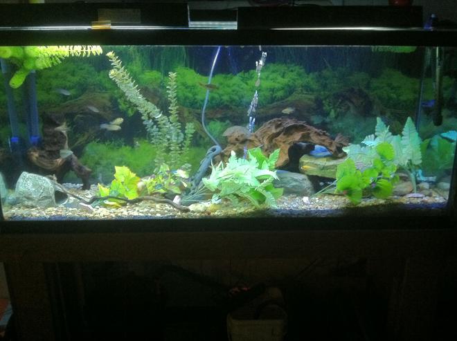 100 gallons freshwater fish tank (mostly fish and non-living decorations) - After cycle and day 2 after fish introduction