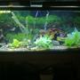 100 gallons freshwater fish tank (mostly fish and non-living decorations) - After cycle and day 2 after fish introduction
