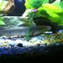 freshwater fish - polypterus bichir - bichir stocking in 100 gallons tank - Bichir