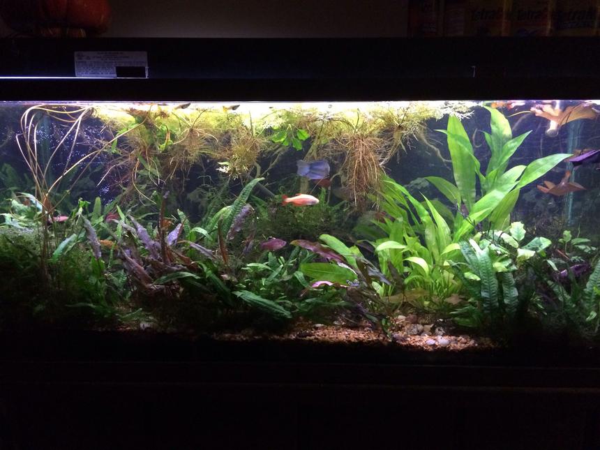 Rated #25: 100 Gallons Planted Tank - My planted 100g community aquarium...ALL THESE PLANTS ARE REAL! This info below is for my cichlids tank....which is posted in ANOTHER category!....smh😑😑😑