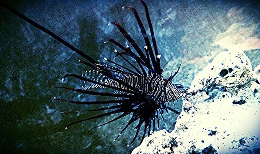 Rated #1: Saltwater Fish - Pterois Volitans - Volitan Lionfish, Colored Stocking In 100 Gallons Tank - Volitan lionfish