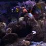 180 gallons reef tank (mostly live coral and fish) - 180 reef