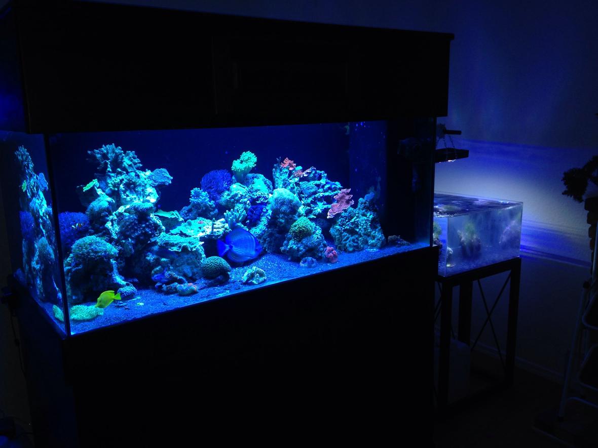 fish tank picture - Main display and display refugium