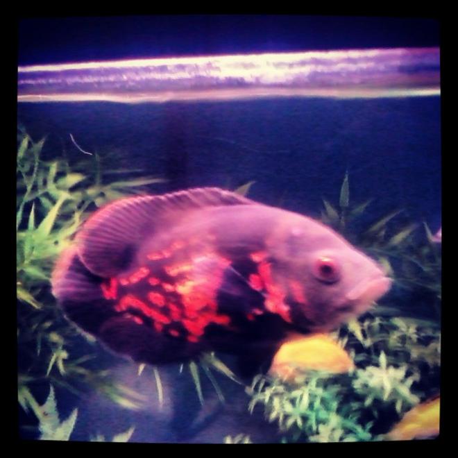 freshwater fish - astronotus ocellatus - tiger oscar stocking in 40 gallons tank - Tiger Oscar