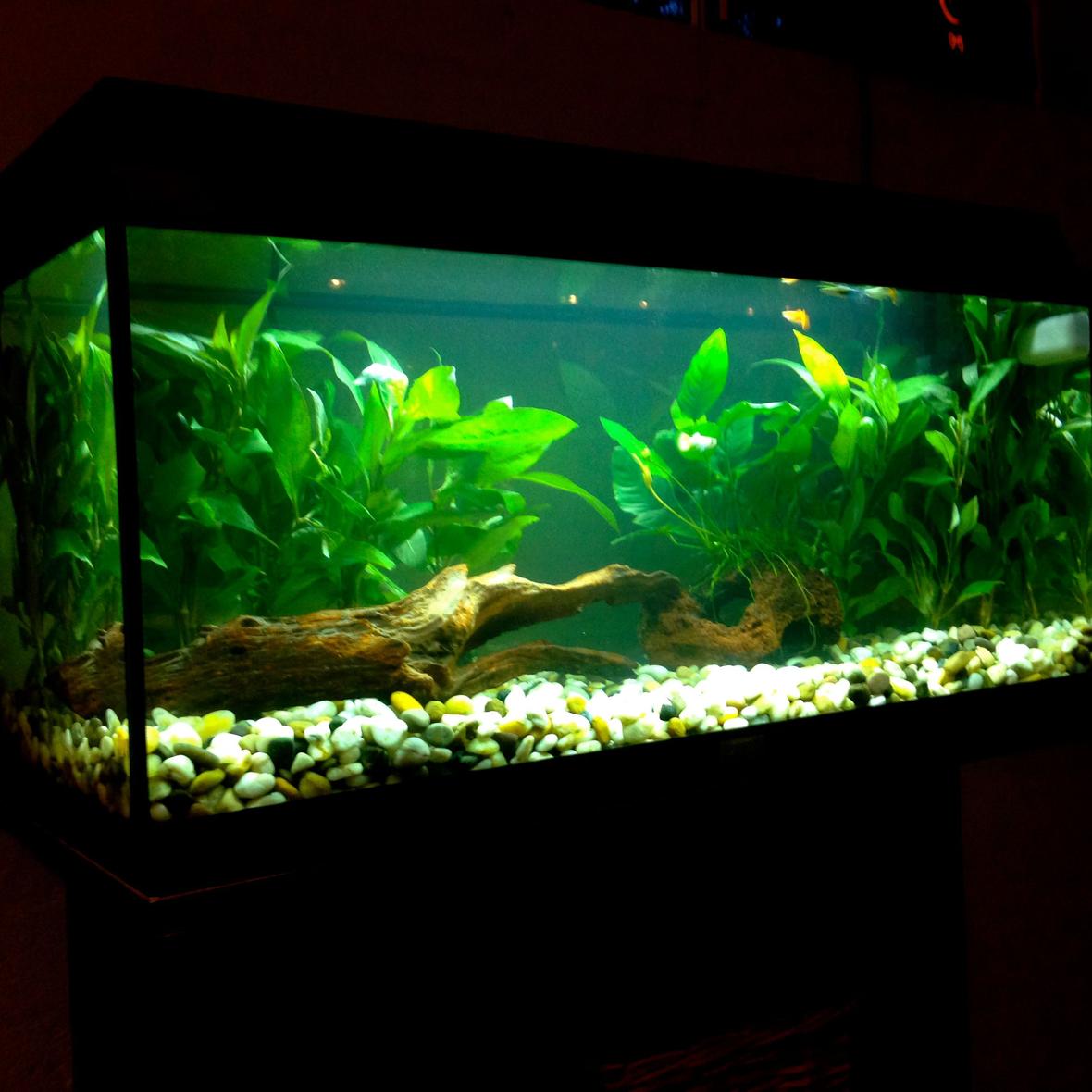 21 gallons planted tank (mostly live plants and fish) - My first ever setup