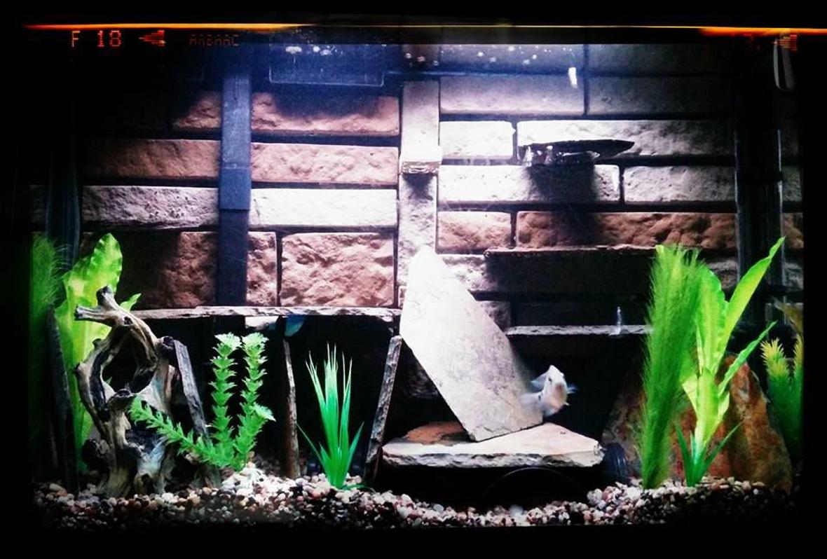 40 gallons freshwater fish tank (mostly fish and non-living decorations) - The new set up.