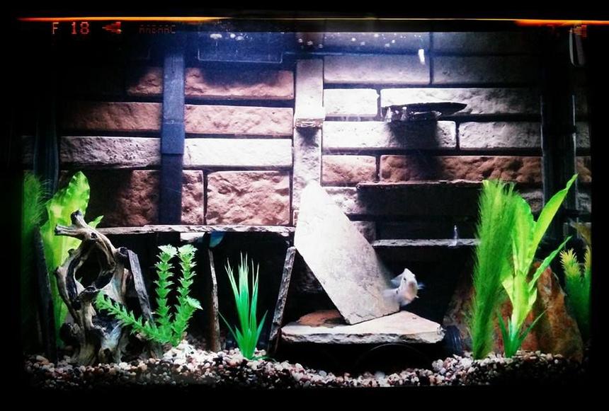 Rated #83: 40 Gallons Freshwater Fish Tank - The new set up.