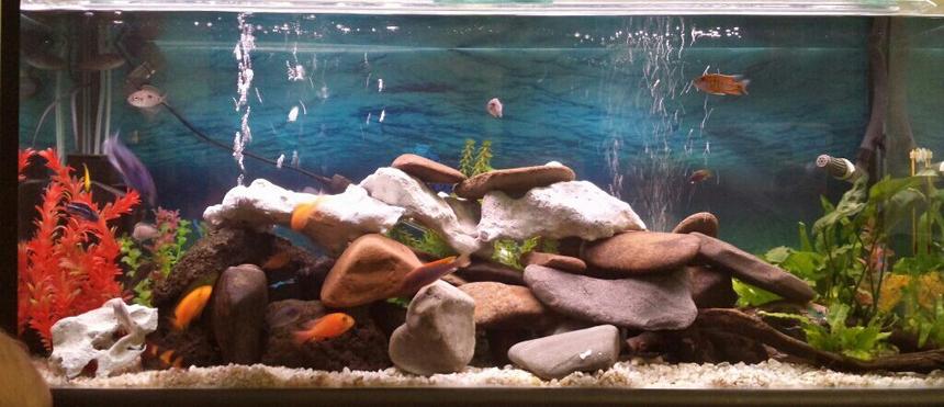 Rated #59: 45 Gallons Freshwater Fish Tank - 4ft freshwater water aquarium with approx 18 mixed african cichlids and 1 clown loach and 1 cuckoo catfish.