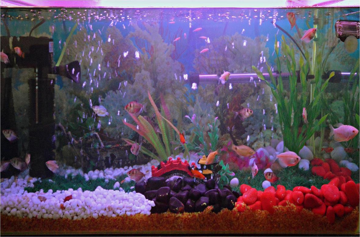 37 gallons freshwater fish tank (mostly fish and non-living decorations) - My First Fresh Water Aquarium(30 Gal)